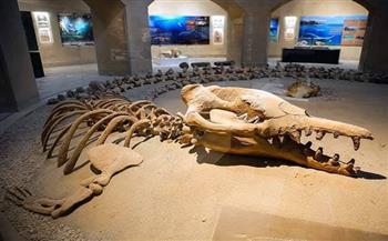 متحف مطار القاهرة يلقي الضوء على محمية وادي الحيتان