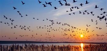   مسؤولة الأمم المتحدة للبيئة: الطيور المهاجرة تتأثر بتغير المناخ