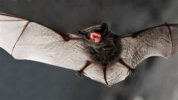   دراسة فرنسية: «كورونا» لم ينشأ فى كهف خفافيش بالصين