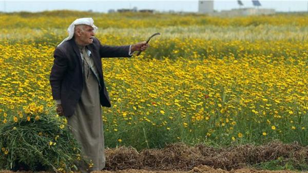 حملة فلسطينية لدعم صمود المزارعين فى وجه اعتداءات الاحتلال