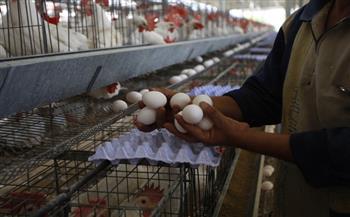   سبب ارتفاع أسعار البيض