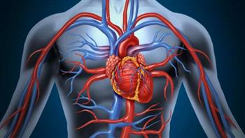   دراسة تحدد أفضل نظام غذائى لتحسين صحة القلب