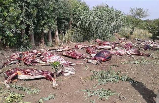 الداخلية تكشف حقيقة العثور على حمارين مذبوحين في الشرقية