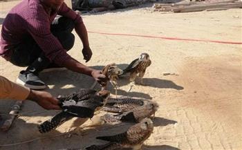 «البيئة»: إزالة 14 عشا لصيد الصقور بالفيوم
