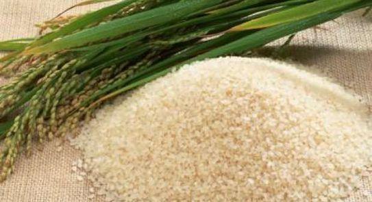 شعبة الأرز: انخفاض في الأسعار وتوافر المحصول بكميات كبيرة فى الاسواق
