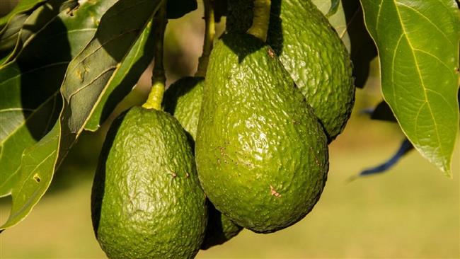 ارتفاع مبيعات الأفوكادو خلال العام الماضي 