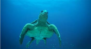   حان وقت ازدهار السلاحف البحرية في الرأس الأخضر