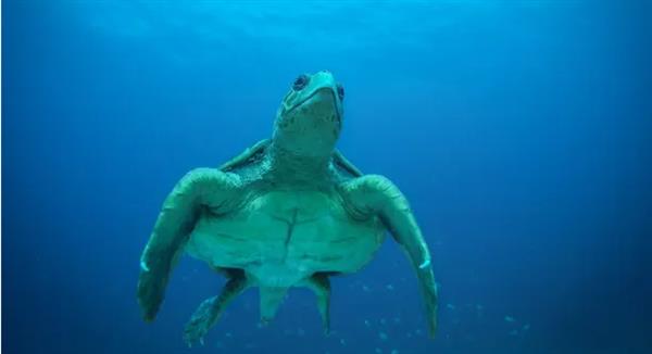 حان وقت ازدهار السلاحف البحرية في الرأس الأخضر