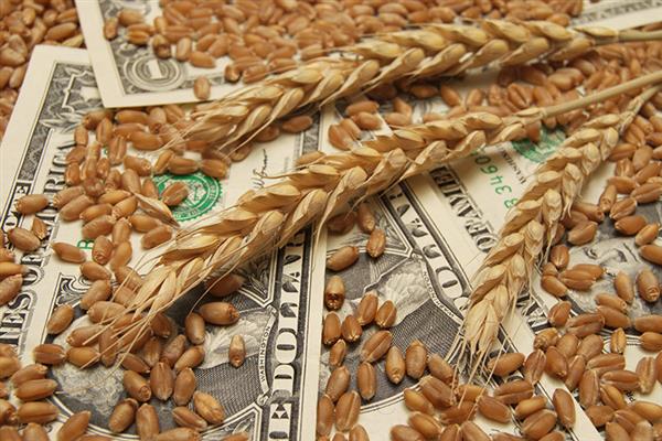 أسعار القمح تسجل أعلى مستوياتها منذ 2008