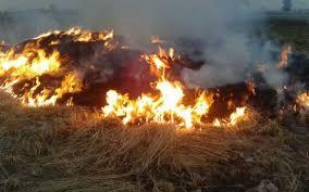   محافظ الشرقية يوجه بالمرور على زراعات الأرز لمواجهة حرق القش