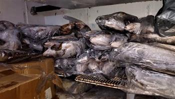   ضبط 13 طن أسماك فاسدة ومواد غذائية غير صالحة بالقليوبية