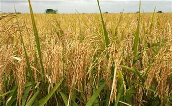   حصاد 34 ألف فدان من محصول الأرز بدمياط