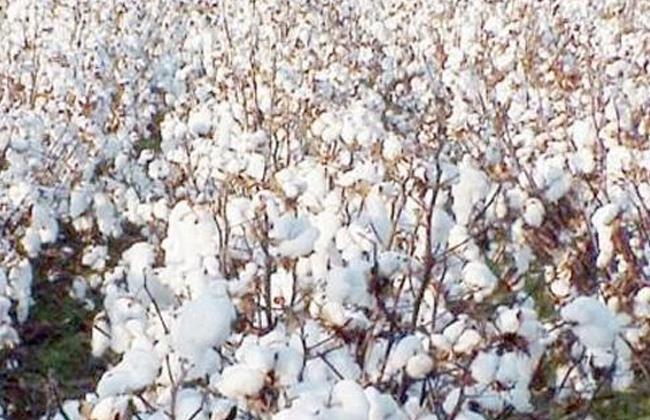 حصاد 1800 فدان من القطن طويل التيلة بدمياط