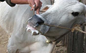   تحصين أكثر من 53 ألف رأس من الماشية ضد الأمراض الوبائية بالشرقية