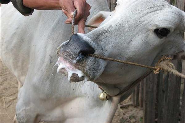 تحصين أكثر من 53 ألف رأس من الماشية ضد الأمراض الوبائية بالشرقية