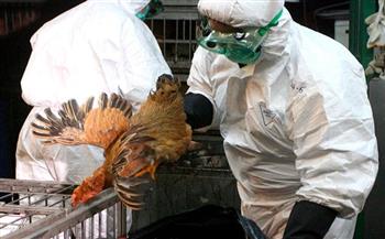   اليابان تؤكد اكتشاف إصابات بإنفلونزا الطيور