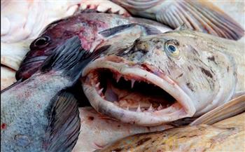   اكتشاف سمكة غريبة بالمحيط الهادئ تحتوي على مئات الأسنان