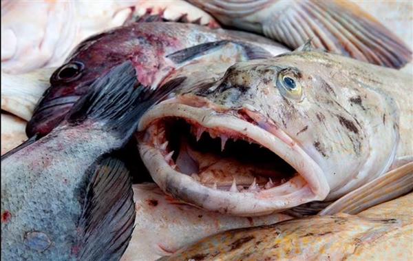 اكتشاف سمكة غريبة بالمحيط الهادئ تحتوي على مئات الأسنان