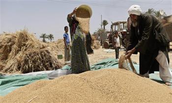    حقيقة اعتزام الحكومة شراء محصول القمح من المزارعين بأسعار منخفضة 