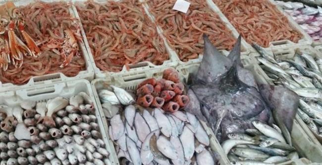 «استقرار ملحوظ في أسعار السمك»... شعبة الأسماك توضح