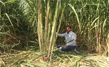   «البنك الزراعي» يقرر إيقاف منح السُلف على محصول قصب السكر