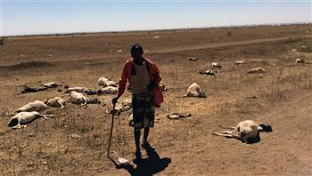  الأمم المتحدة تحذر من وضع حرج في الصومال بسبب الجفاف