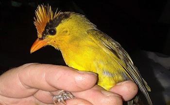   ظهور جنس جديد من الطيور يُسمي طائر "التانجر" لأول مرة منذ ٢٠ عاماً.