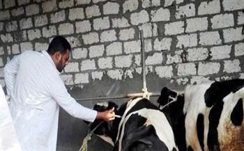 تحصين 80 ألفا و250 رأس ماشية ضد الحمى القلاعية بكفر الشيخ