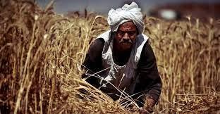   «معاشك بإيدك».. الرئيس السيسي ينصف المزارعين