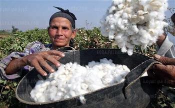 ارتفاع اسعار الاقطان المصرية إلى 6290 جنيها لـ «جيزة 96»