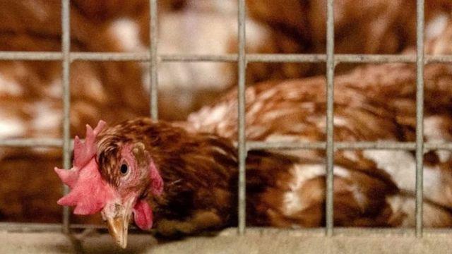 تحصين 24370 طائراً ضد الأمراض الوبائية بكفر الشيخ