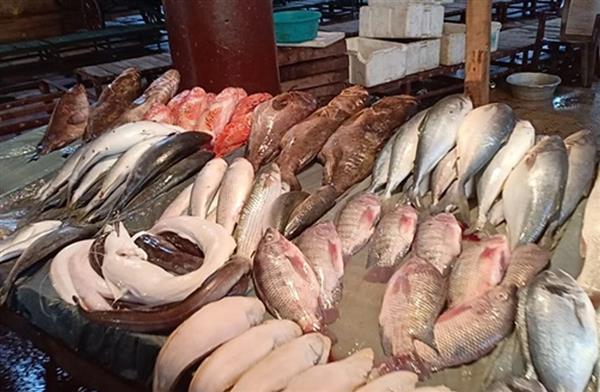 أسعار السمك في تعاملات اليوم السبت