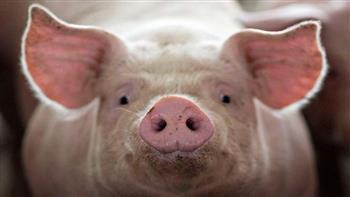 خطر قادم.. تفشي حمى الخنازير «القاتلة » في الصين