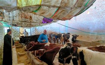   محافظ كفر الشيخ: تحصين 230 ألف رأس ماشية ضد الحمى القلاعية والوادي المتصدع