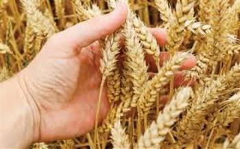   زراعة الوادي الجديد: محصول القمح الشتوي خال من الإصابات