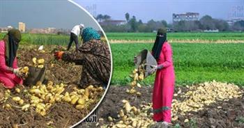   «الزراعة»: 650 ألف طن إجمالى صادرات البطاطس فى 2021