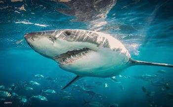    لأول مرة..رصد حيوان ثديى يفترس أسماك القرش في نيوزيلندا