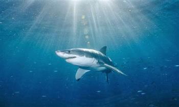   رصد حيوان ثديى يفترس أسماك القرش بنيوزيلندا