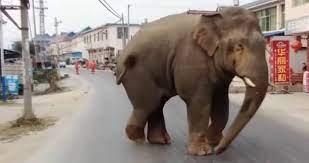 فيل ضخم يثير الذعر فى الصين