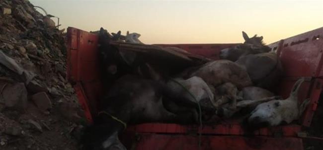 حبس 3 متهمين فى واقعة «ذبح الحمير» بالمنيا