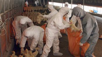   كوريا الجنوبية تسجل حالة إصابة إضافية بإنفلونزا الطيور شديدة الخطورة
