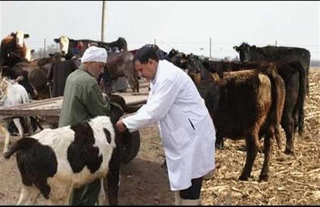 قنا الأولى على مستوى الصعيد فى تحصين الحيوانات ضد الحمى القلاعية
