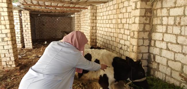 محافظة الإسكندرية تحصد المركز الثاني في تحصين الماشية ضمن الحملة القومية الثانية
