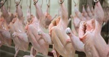  25 جنيها بالمزرعة.. أسعار الدواجن في السوق المصري اليوم 