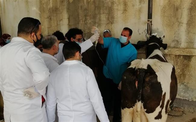 قافلة بيطرية مجانية في محافظة البحيرة