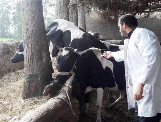 بيطري الشرقية يُحصن 280 ألف و 33 رأس ماشية ضد الحمى القلاعية