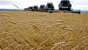   «زراعة دمياط»: الانتهاء من زراعة 22 ألف فدان من القمح عالي الإنتاج