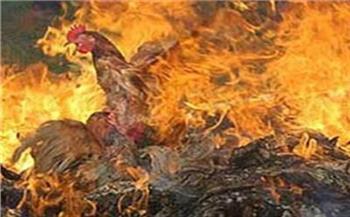 نفوق 10 آلاف دجاجة إثر حريق بمزرعة بمركز أولاد صقر في الشرقية