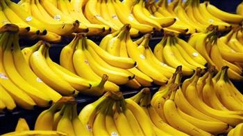   هولندا: مصادرة 1.6 طن من الكوكايين مخبأة في شحنات من الموز وحبوب الكاكاو