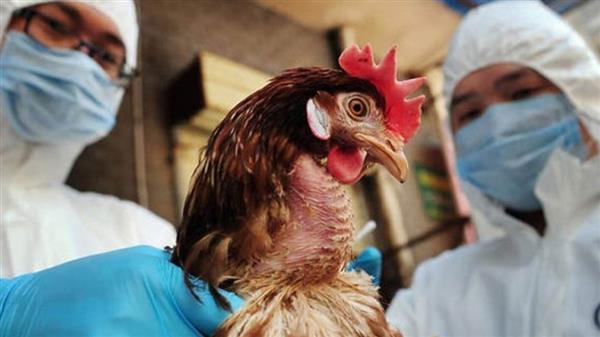 باحثون: أوروبا تشهد أسوأ تفشٍ لإنفلونزا الطيور على الإطلاق